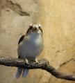 IMG_8533 kookaburra